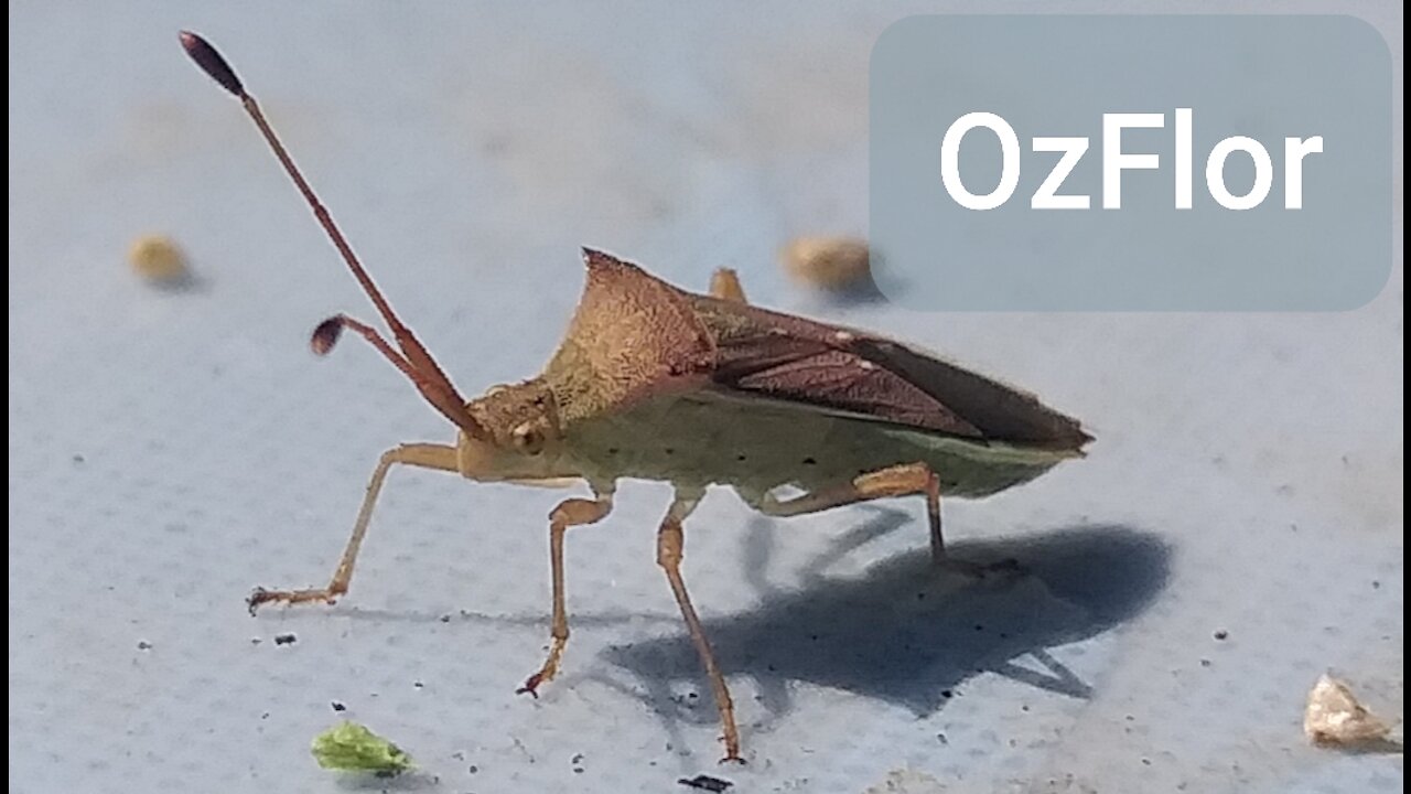 Looking my garden under a magnify glass - covid not found