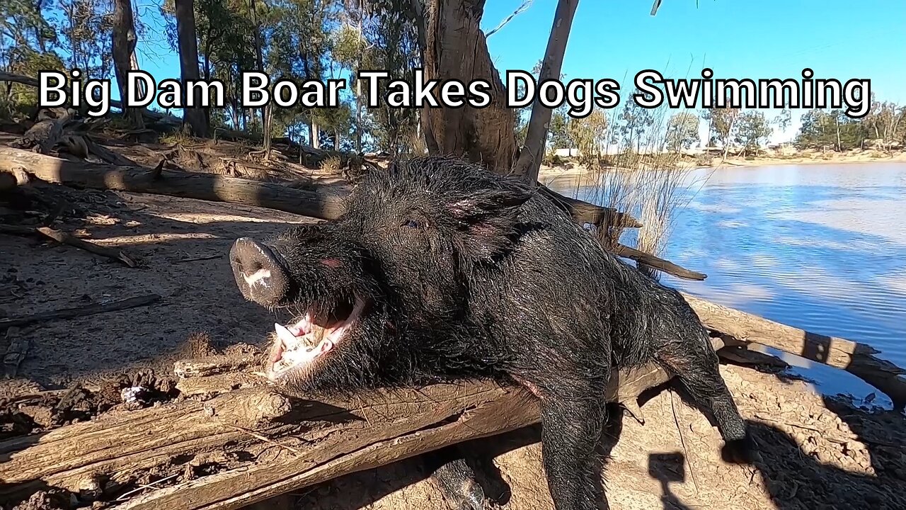 Dam Boar Takes Dogs for a Swim