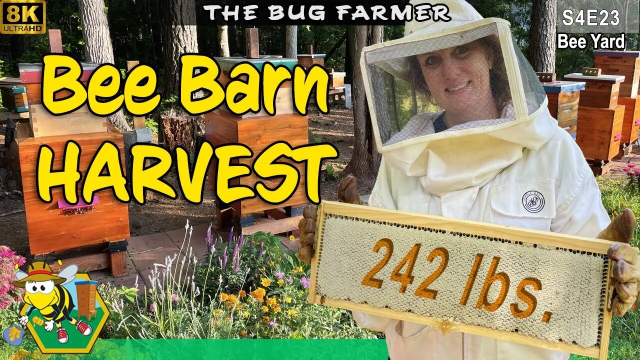 242 lbs. HONEY HARVEST | Amazing Bee Barn Harvest - #beekeeping #insects #8K