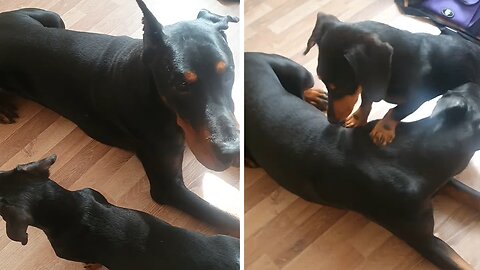 Feisty little Dachshund shows her sassy temper