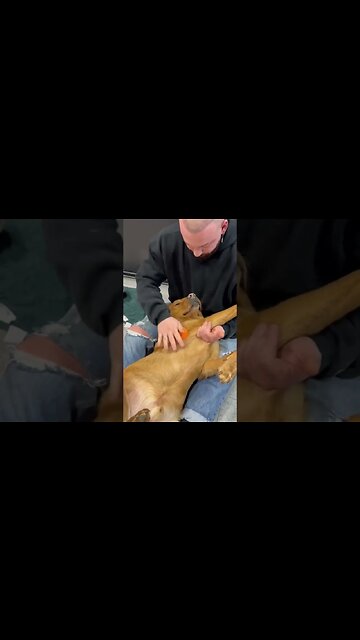 Dog Chiropractor Using Massage Ball on Dog