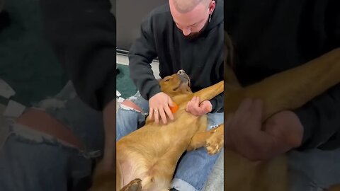 Dog Chiropractor Using Massage Ball on Dog