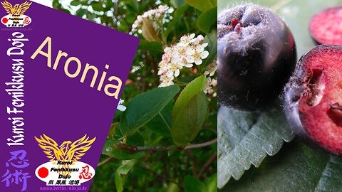 032 - Aronia