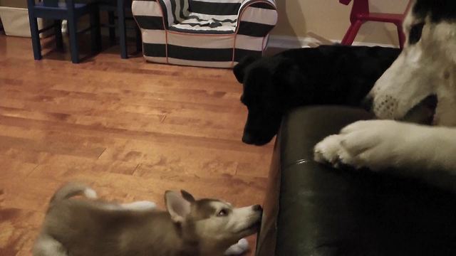 Mishka the Talking Husky refuses to share bone with puppy