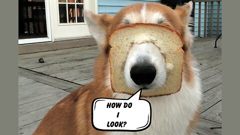 Animal funny videos