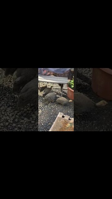 Baby guinea fowl - 11 weeks, very brave exploring