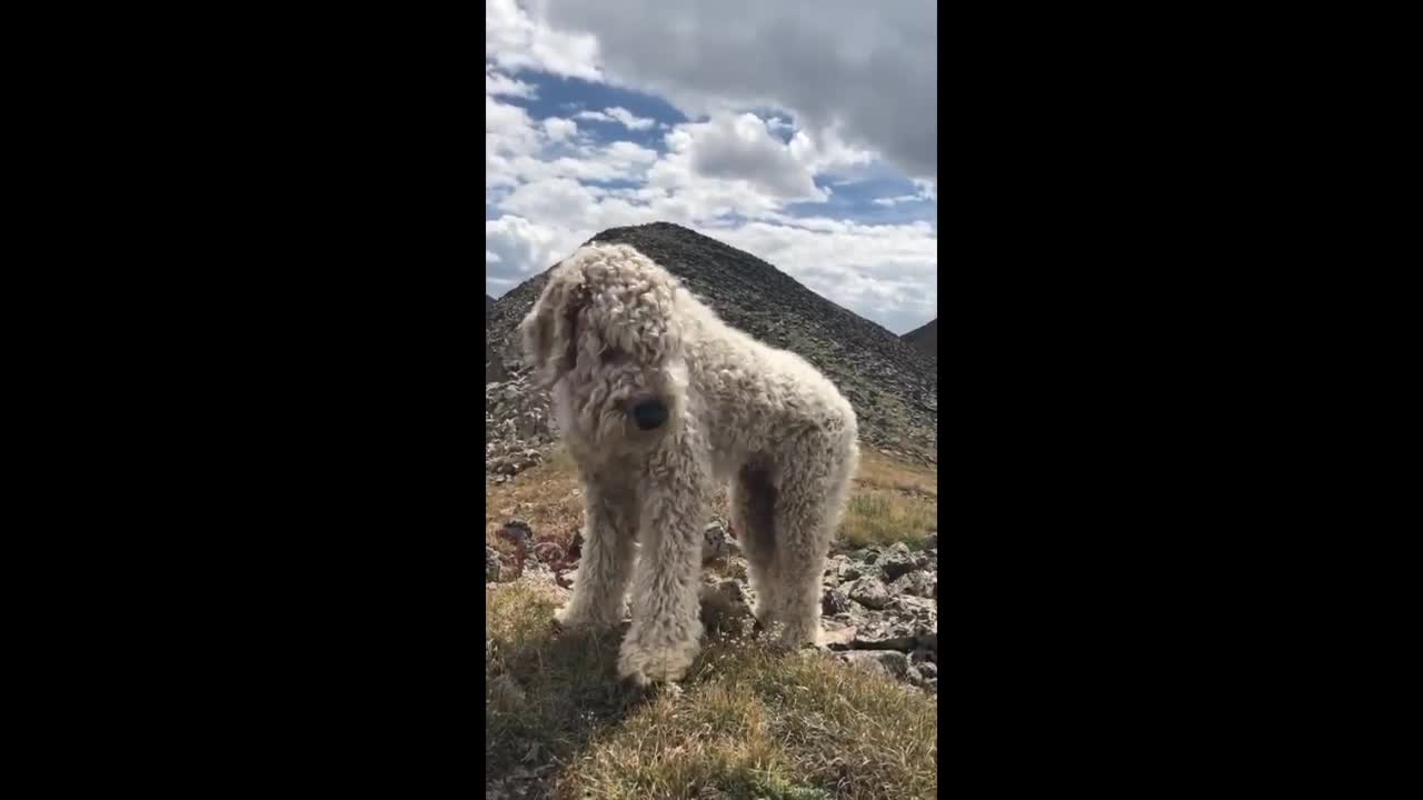 Family dog found after fleeing from car crash on mountain incline