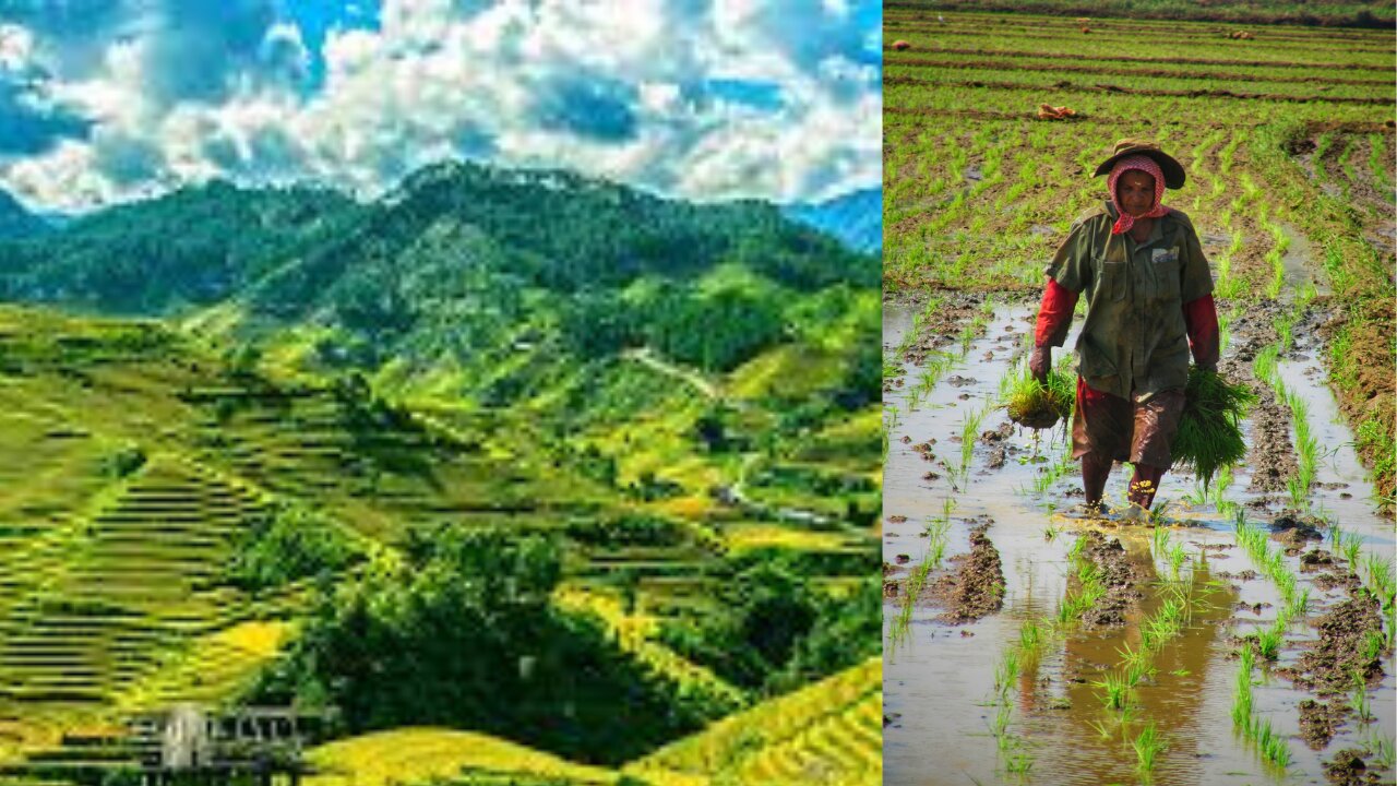 BEAUTIFUL PADDY Farm on a Valley in NEPAL