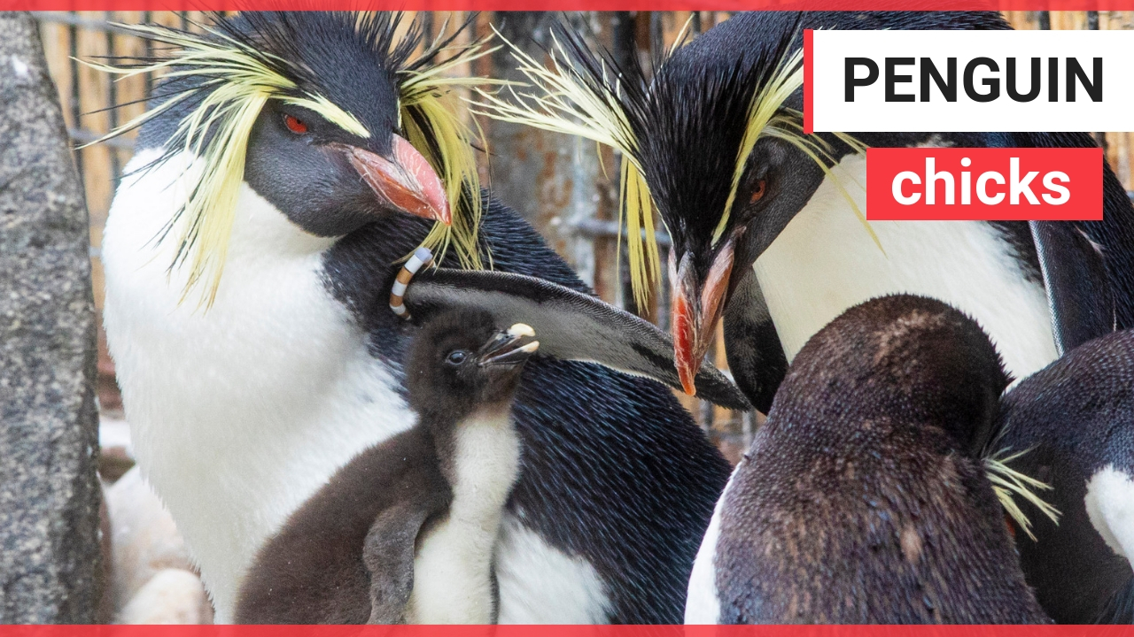 3 fluffy Northern Rockhopper penguin chicks are beginning to settle into their new home