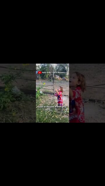 The Biggest Sunflower In Thailand? 🌻