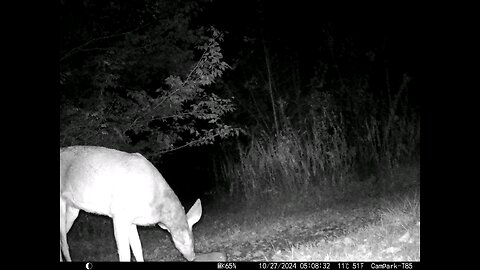 Deer 10-27-2024