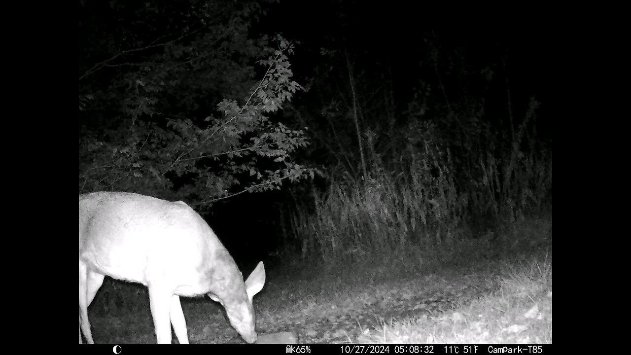 Deer 10-27-2024