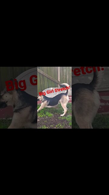 Maples Big Girl Stretch #shepsky #doggo #cute #dog #cutedog #dogmeme #dogs #shortsvideo #shorts