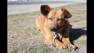 Tiny Brown Dog Wants to Make Friends Pics