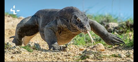 Islam mein girgit Ko maarna aur khana haram ya halal | killing and eating of lizard haram or halal |