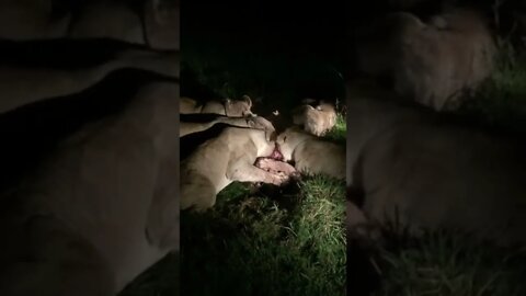 Watching Lions Feast During Night Game Drive!🤔#shorts #safari #travel #travelling