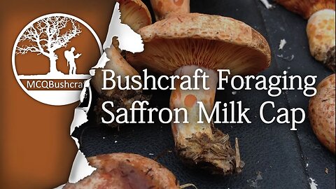 Bushcraft Foraging Mushrooms: Saffron Milk Cap