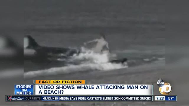 Video shows whale attacking man?