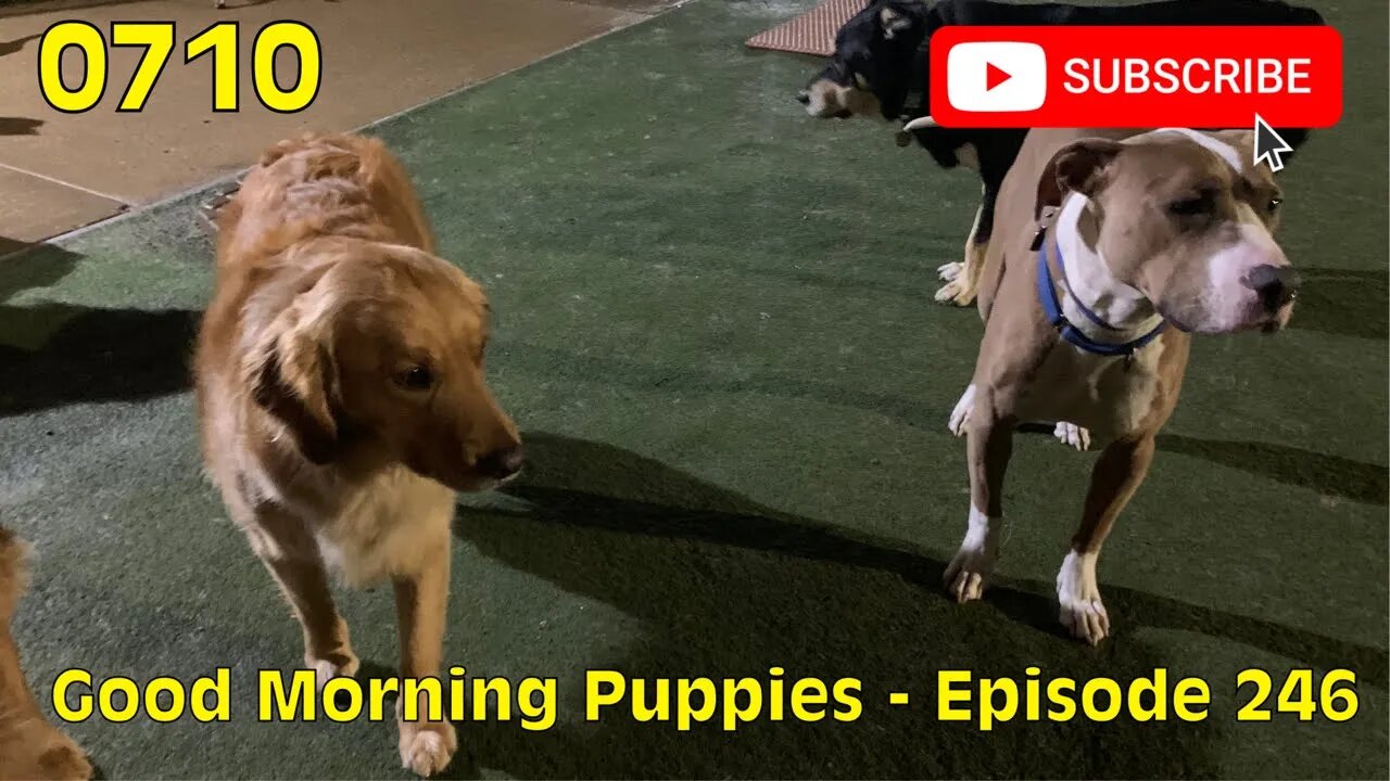 [0710] GOOD MORNING PUPPIES - EPISODE 246 [#dogs #doggos #doggies #puppies #dogdaycare]