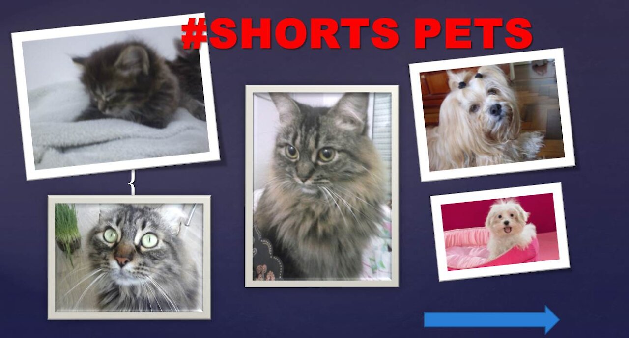 Cats and Owners are the best friends| Melhores Amigos #Shorts