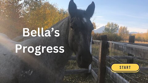 Horse Training: our first steps