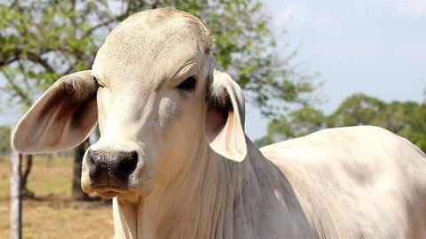 REAL COW VIDEOS REAL COW SOUNDS - Cow Video
