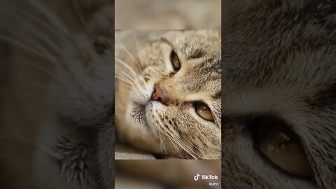 Purrfect Ways to Make a Cat Like You