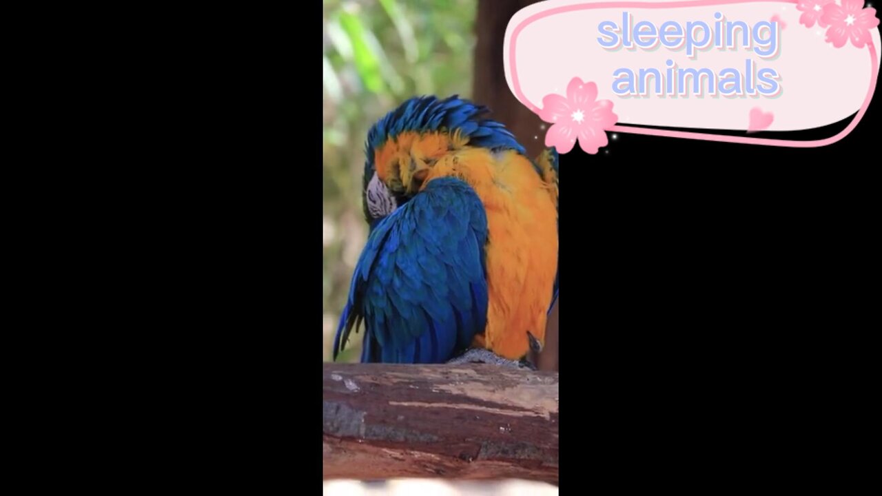 sleeping animals in zoo