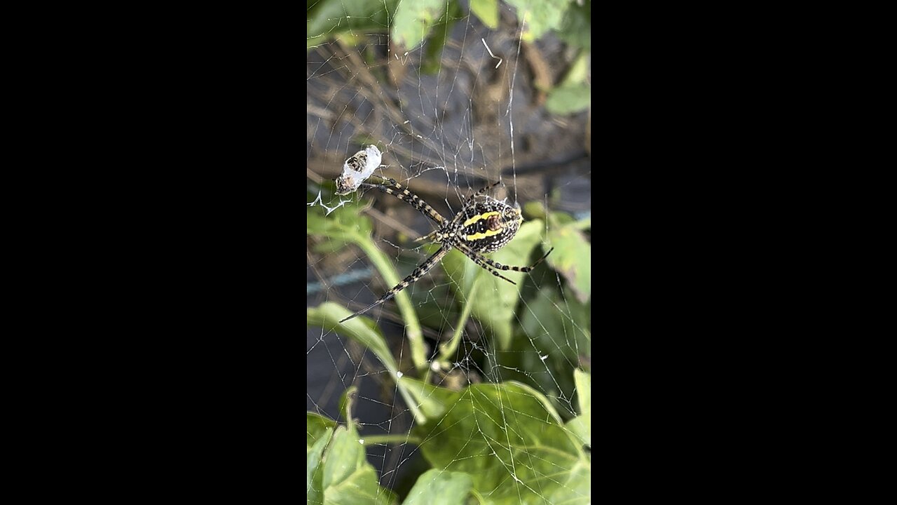 This Guy Was in Our Garden #spider #garden #farm #homestead