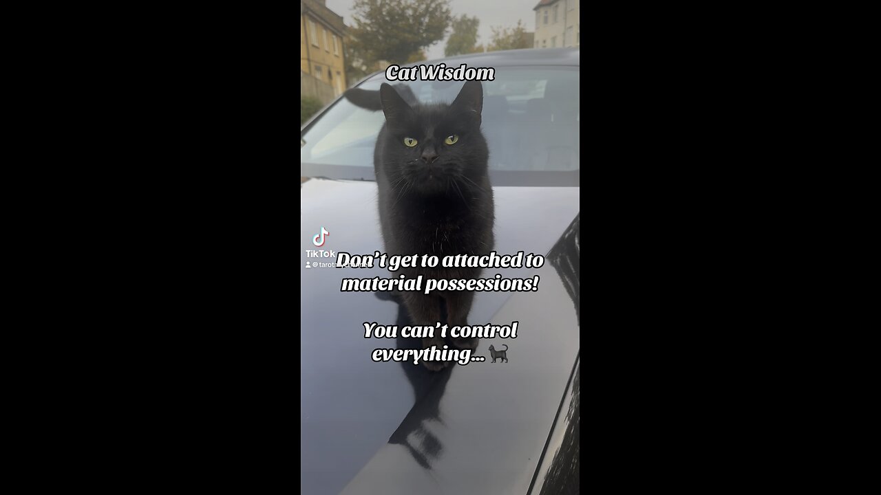 Cat Wisdom #cat #cats #catsoftiktok #catwisdom #tarotary #cutecat #blackcat #insight #catphilosophy