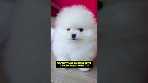 "Meet My Pomeranian: A Cute and Fluffy Bundle of Joy"