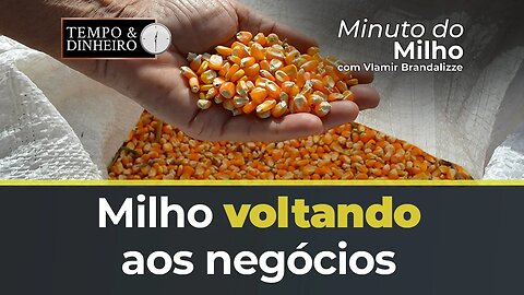 Milho voltando aos negócios