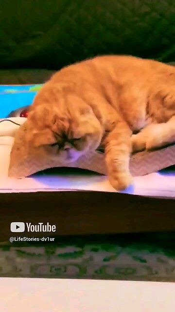 When that Hindu Kush catnip kicks in. 😁😇🤣🥰