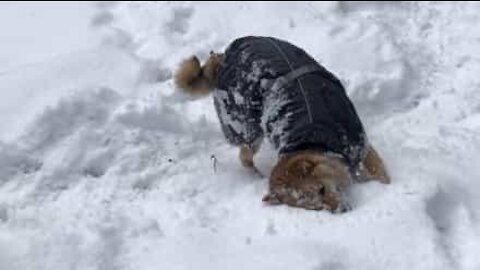 Pour se sécher, ce chien se roule... dans la neige!