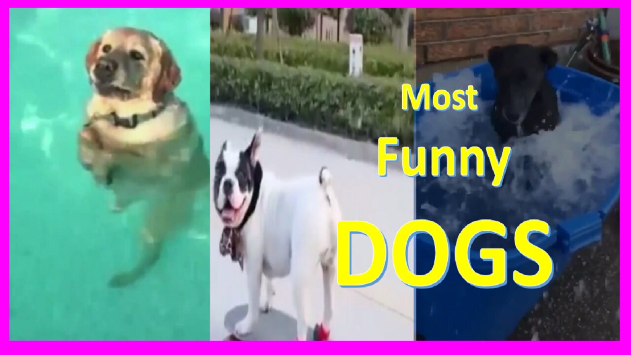 Most Funny Dog. Dog likes to Swim and Ride a skateboard