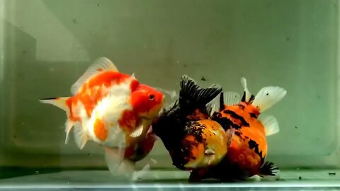 Big Giant Oranda Goldfish53 5