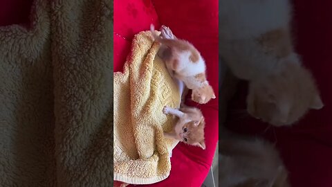 My funny cats