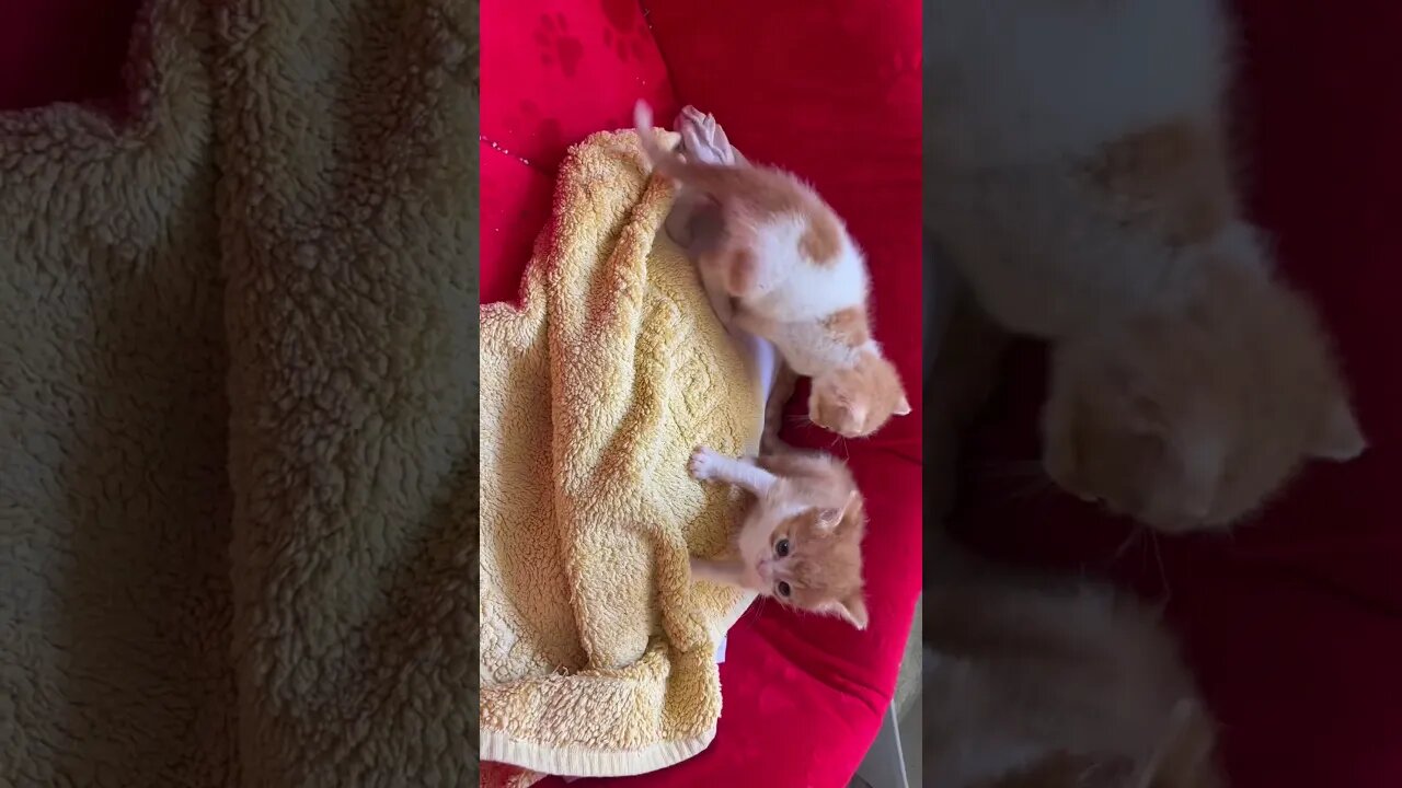 My funny cats