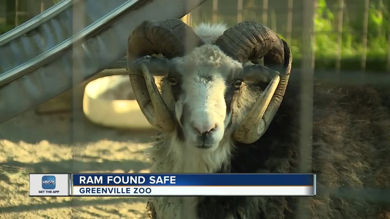 Ram on the loose captured