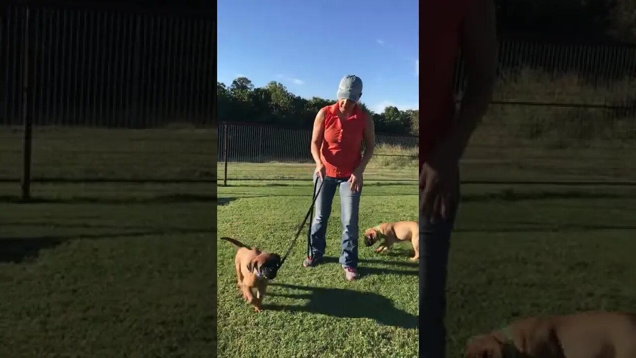 LonelyCreek puppies. Ch Besty puppies