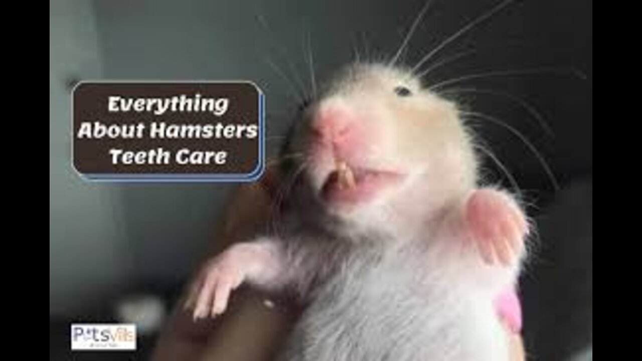 How To Keep Hamster's TEETH CLEAN