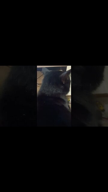 kitty giving me the cold shoulder #shortsvideo #kitty #kittycat #cat #shortsfeed #youtubeshorts