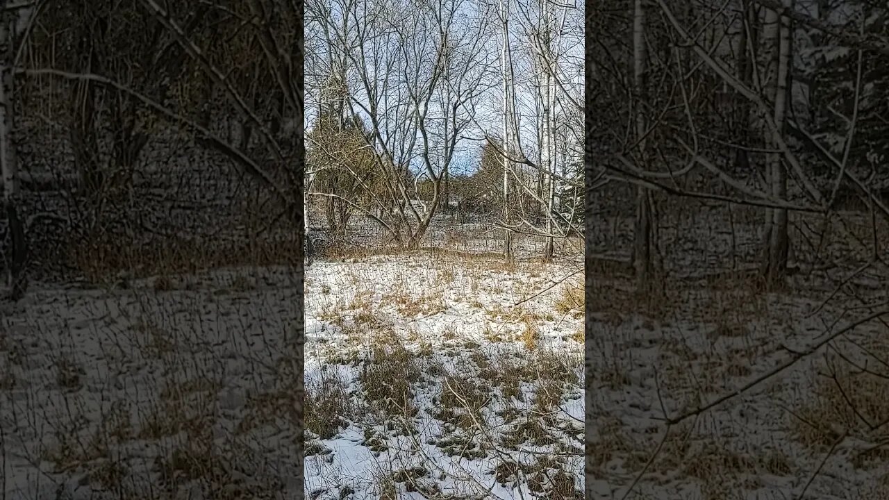 Deer move to town on November 15th!