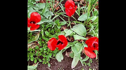 Beautiful flowers 2024