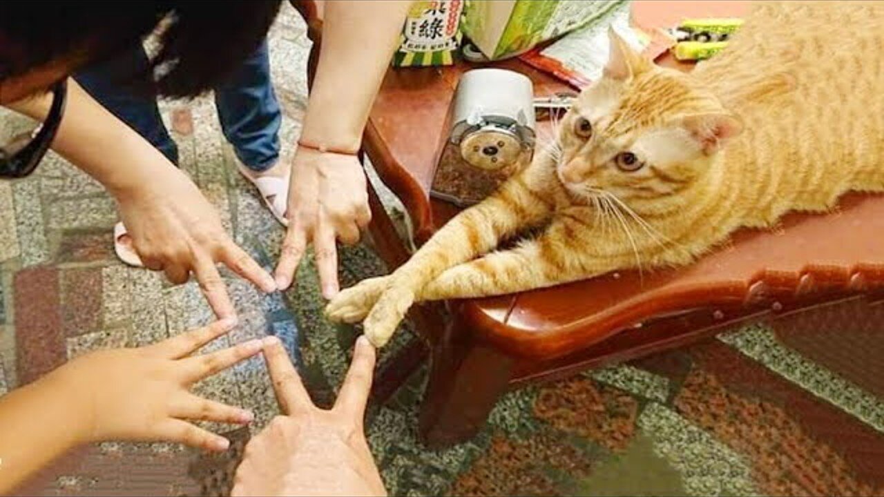 Funniest Cats 😹 - Don't try to hold back Laughter 😂 - Funny Cats Hack – 134