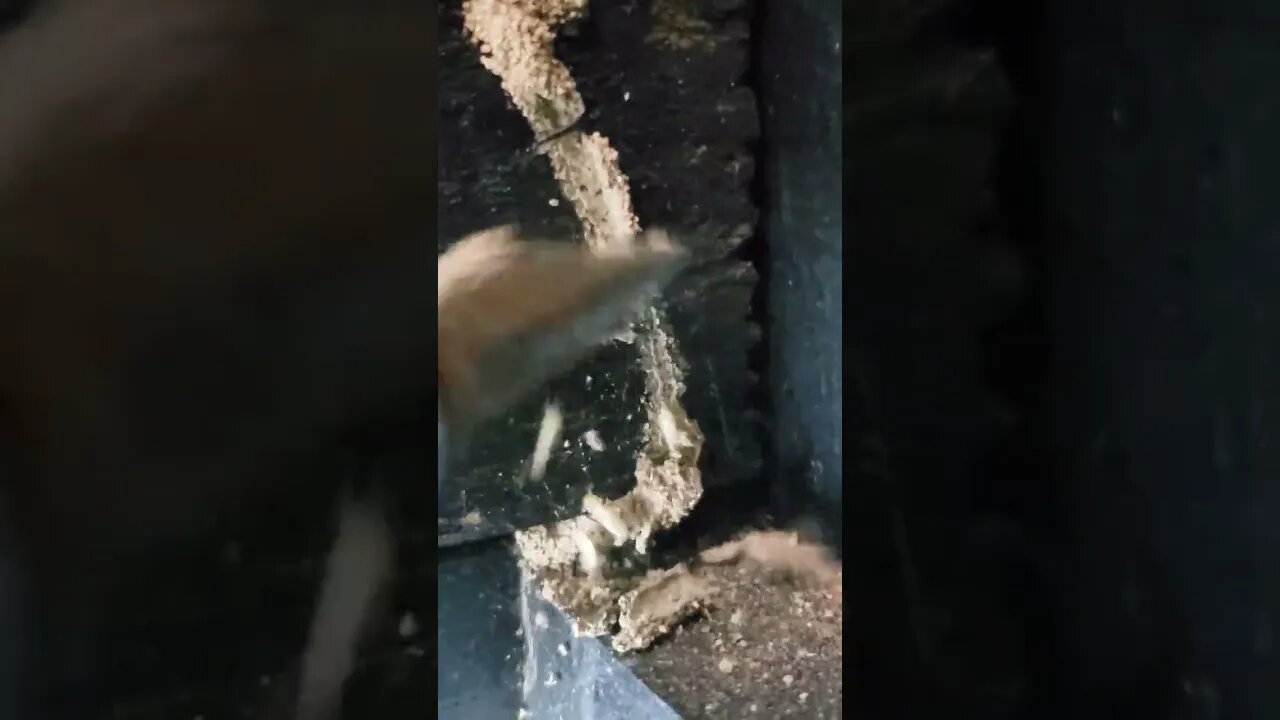 Subterranean Termite invasion in garage wall at home inspection