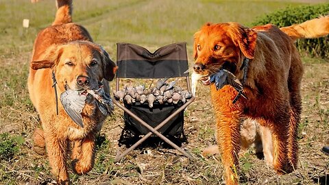 Dove Hunting with GOLDEN RETRIEVERS and Cooking DOVE POPPERS!!