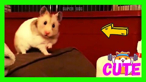 Funny Hamsters Cute Compilation