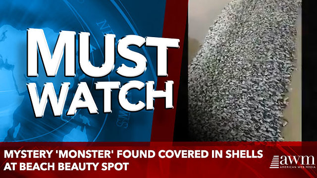 Mystery 'monster' found covered in shells at beach beauty spot