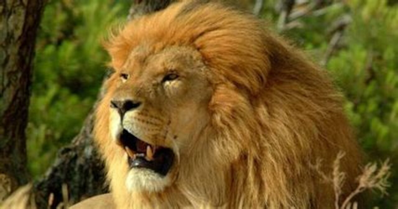 Wildlife Brave Giraffe kick Lion to Save Baby.